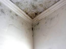 Forest Park, OH Mold Removal Company